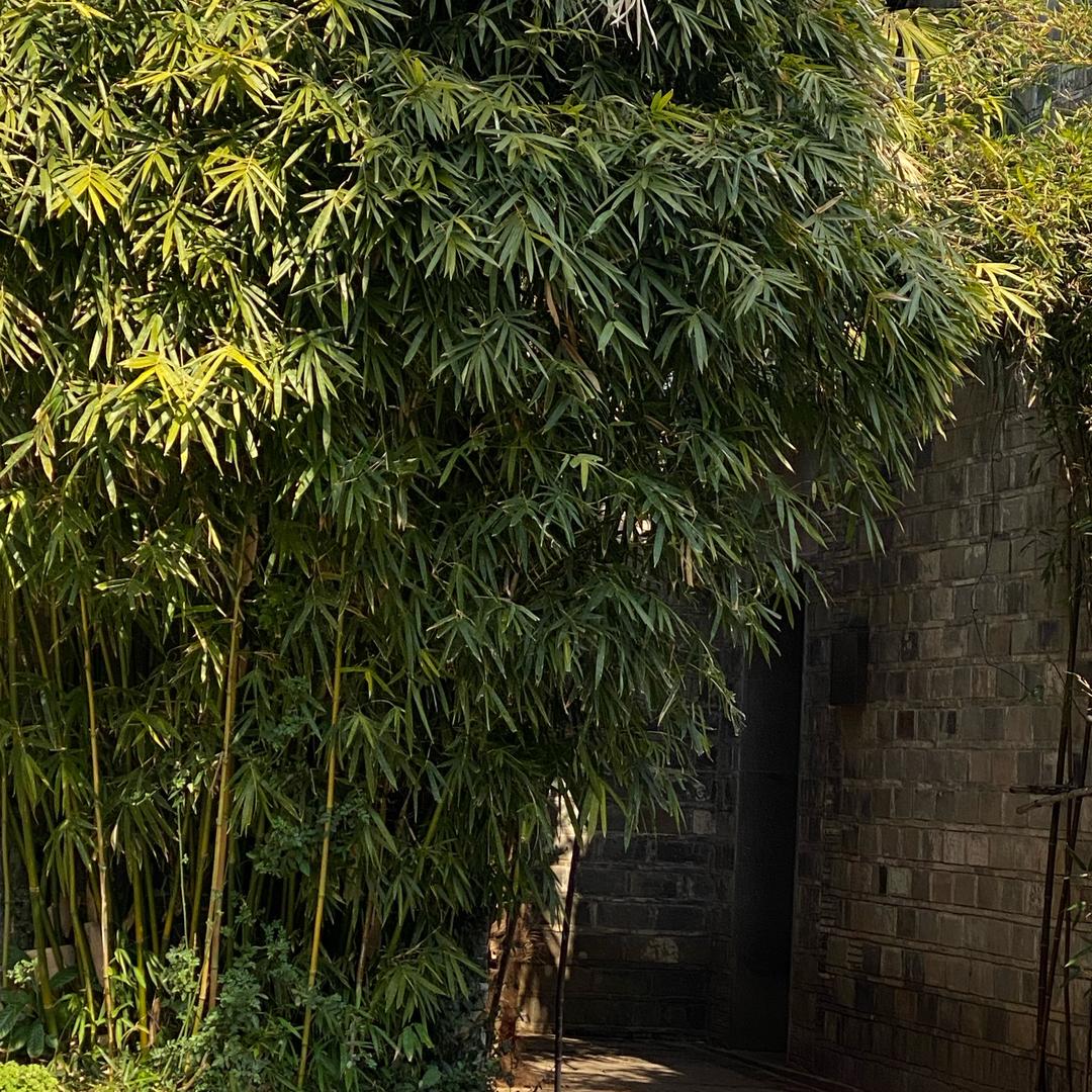 我的狗子叫大款