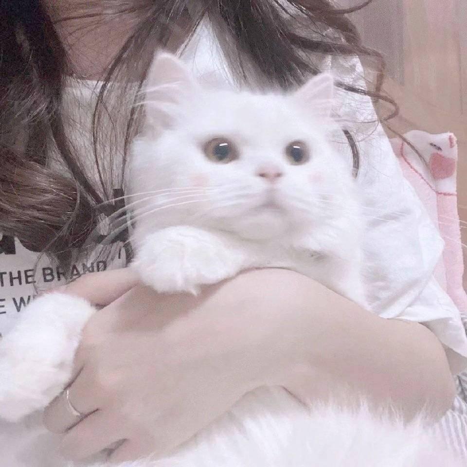 養一隻可愛的慧