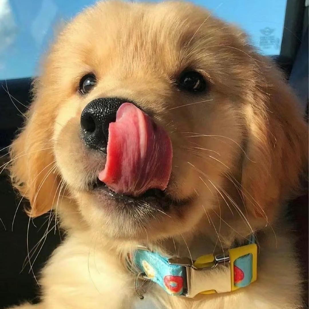 花   儿