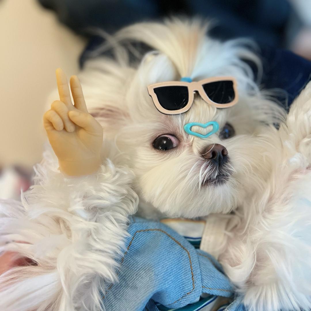 BAEURIE PET