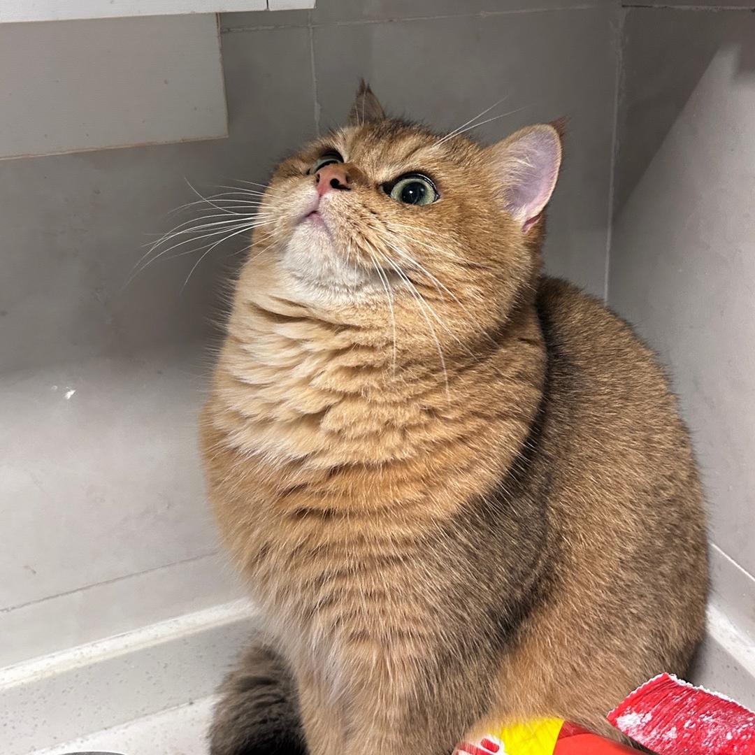 风车车不假老练