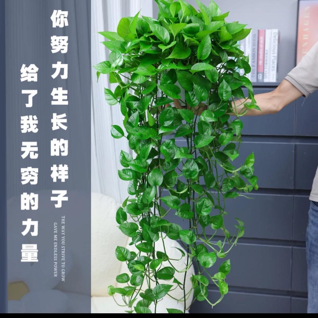 云尚绿植花卉店