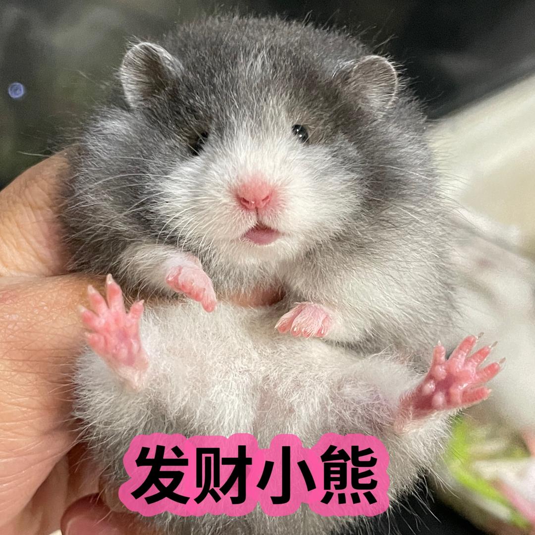 发财小熊熊舍