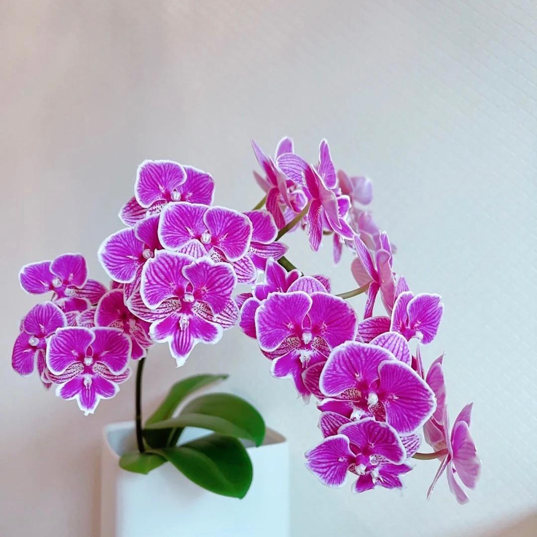 岭南蝴蝶兰养花基地