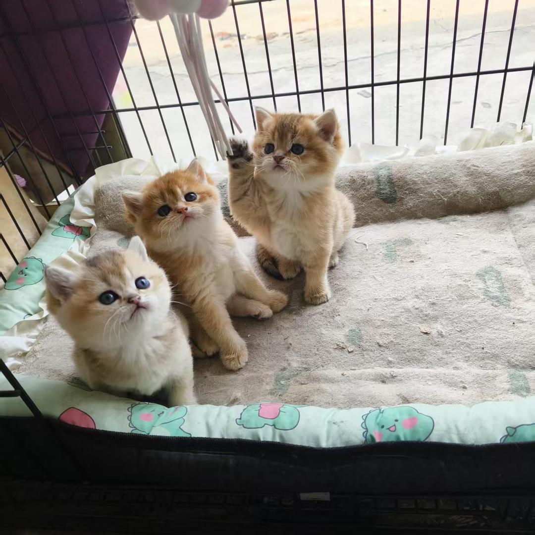 益阳市赫山区惜缘猫舍宠物店