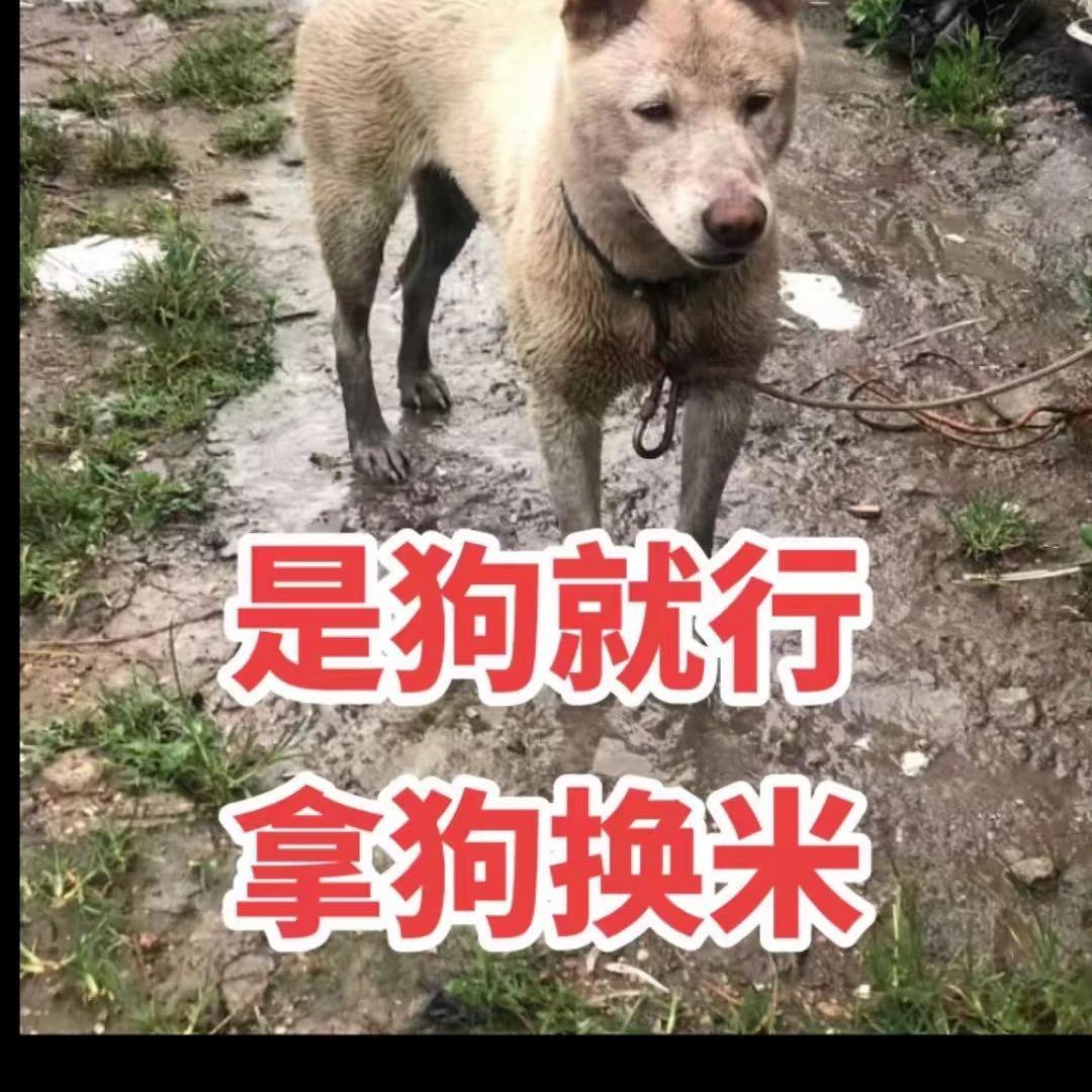 A信宜市收狗佬