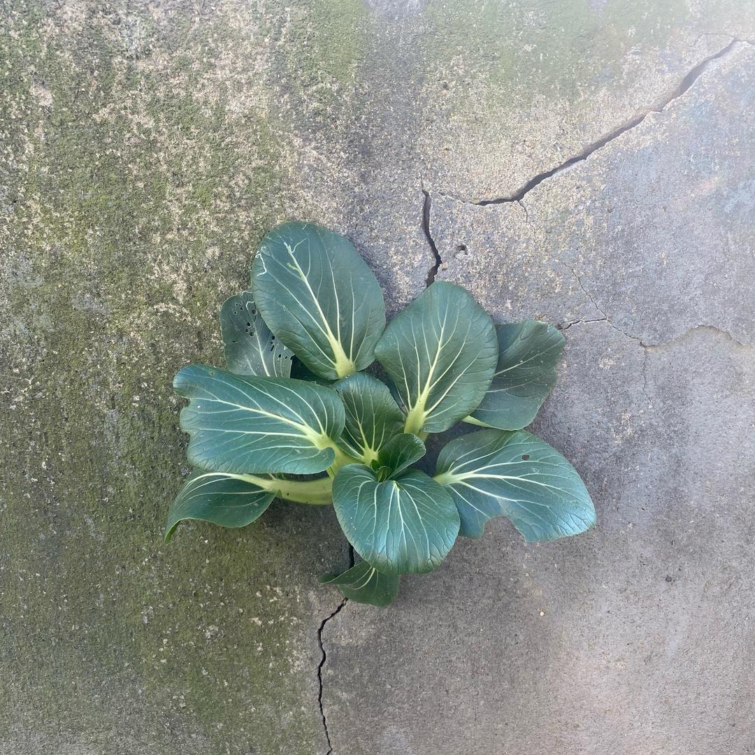波波伊燚