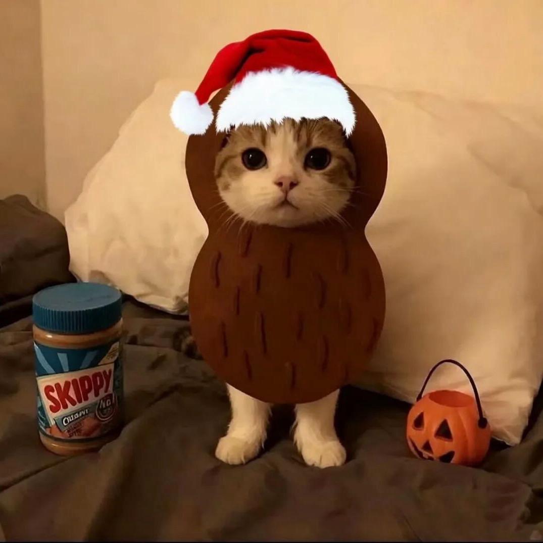 有猫腻
