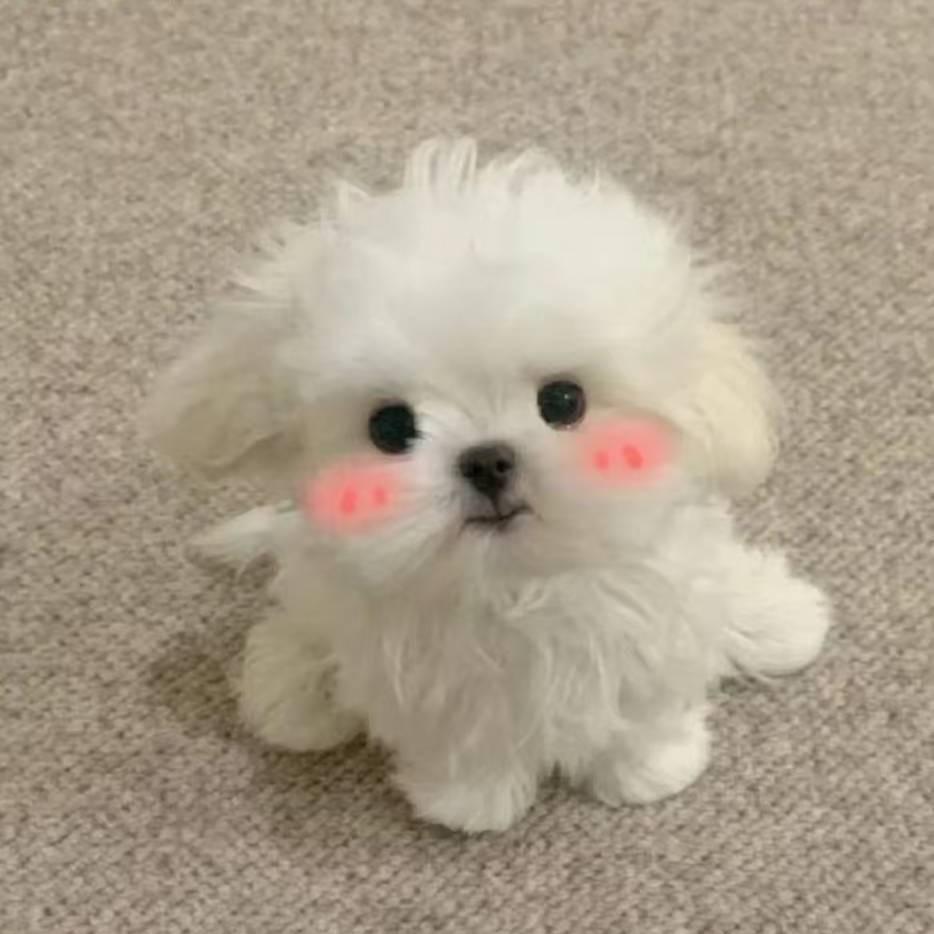 白白有只奶牛猫