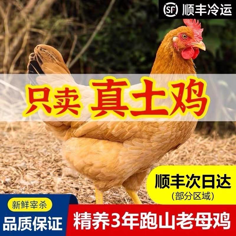 飞腾农家散养土鸡