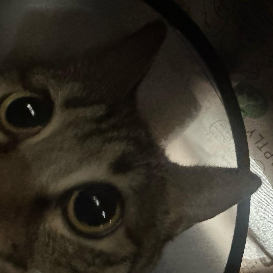 狡猾的ＱＱ肠