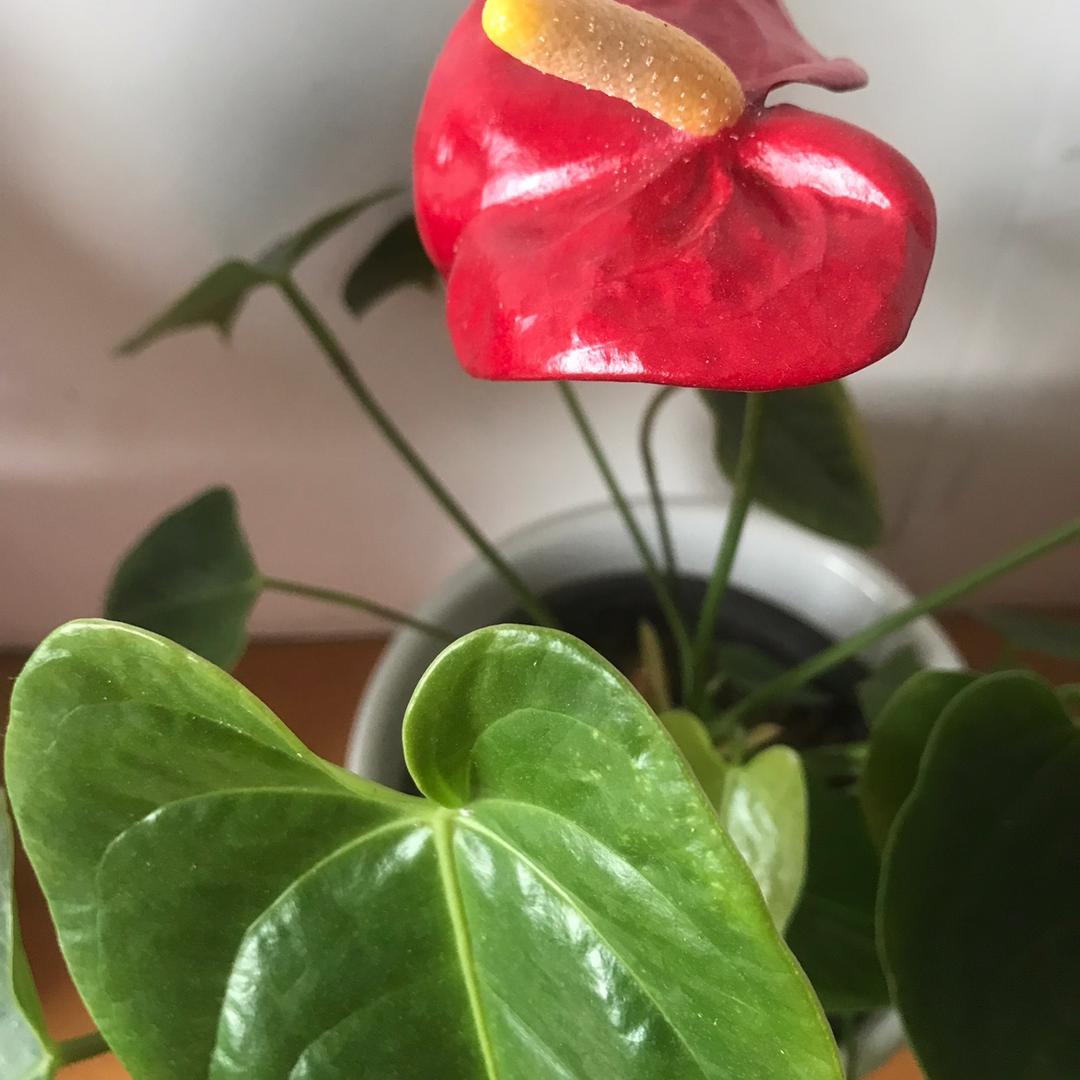 🌈雪