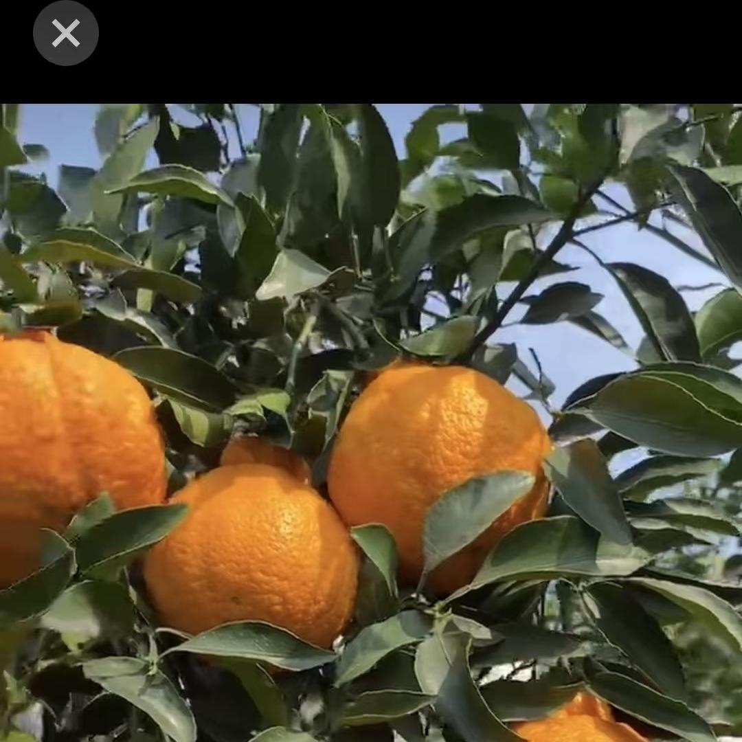 陕西鹏鑫楠楠文化