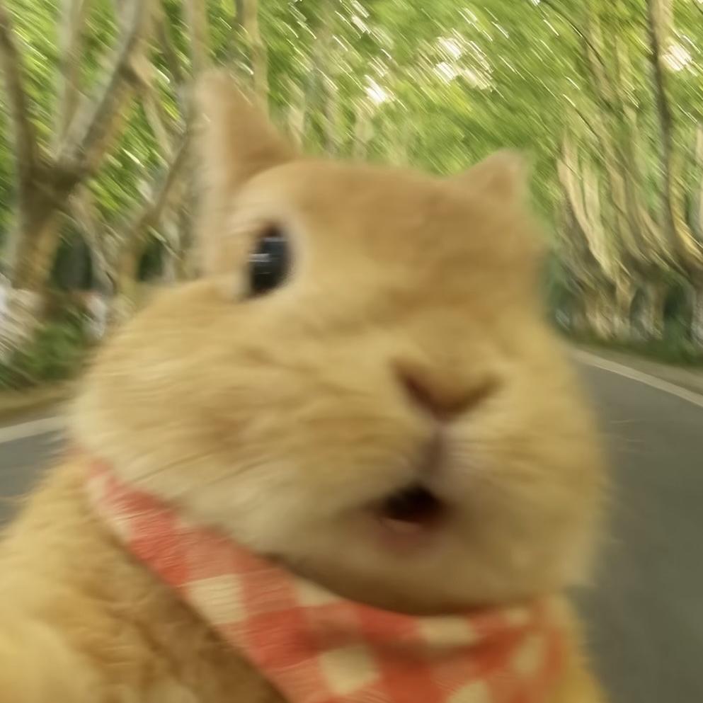 夜猫子兔业