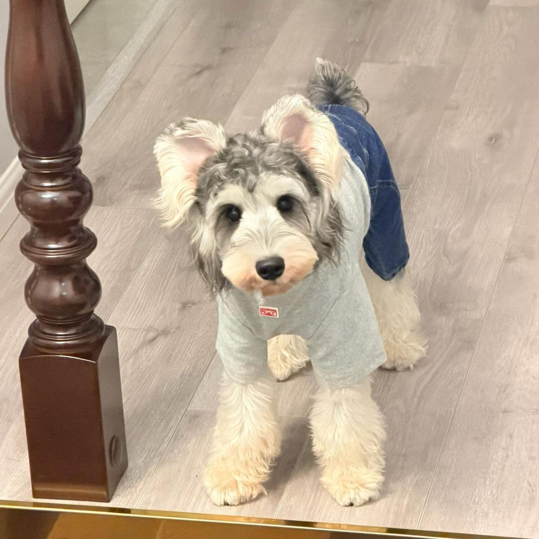 骑着八戒闯红灯