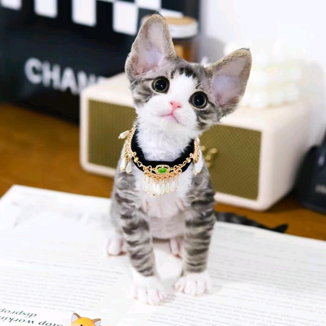 哇噻哥淘精品猫👍