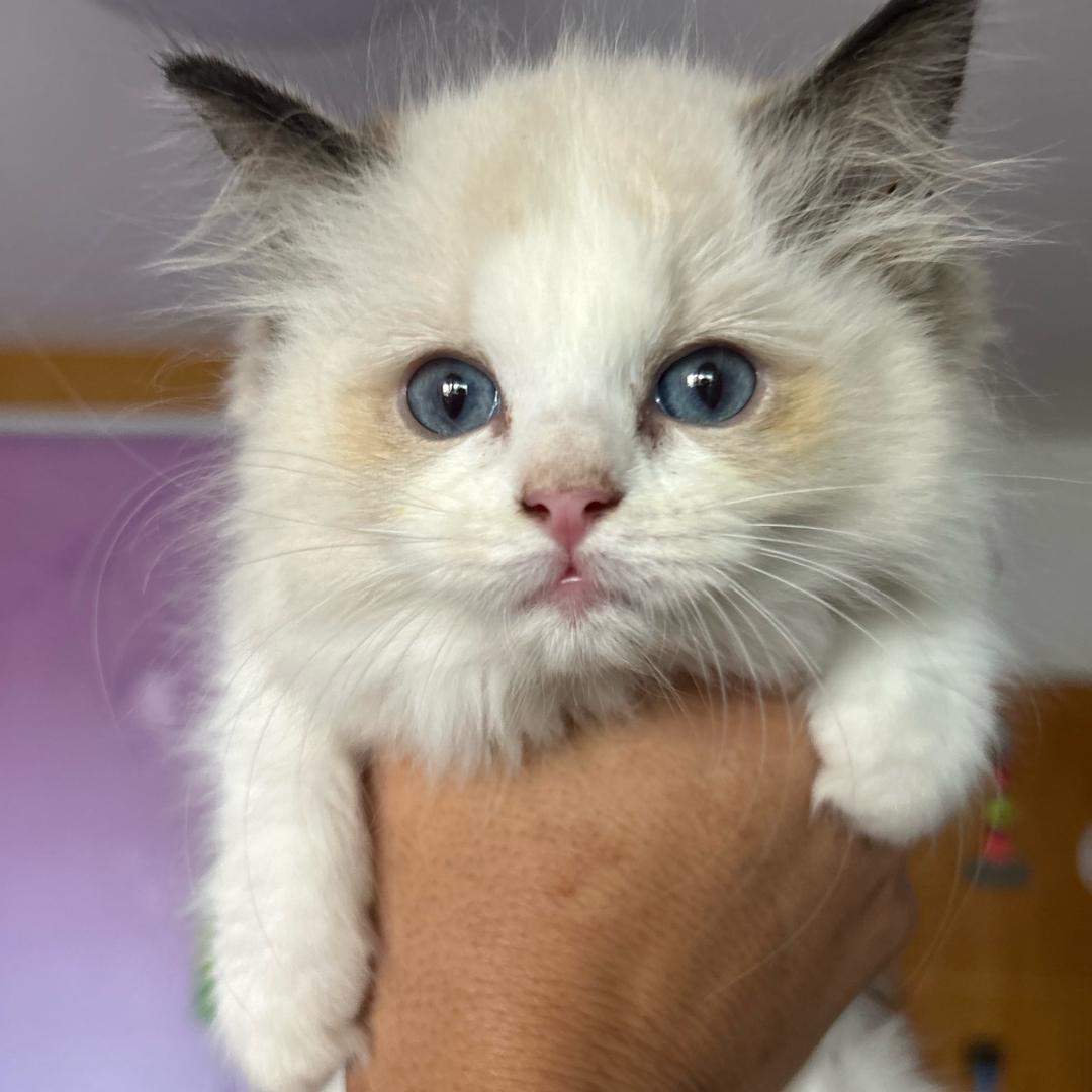 南京家养布偶猫