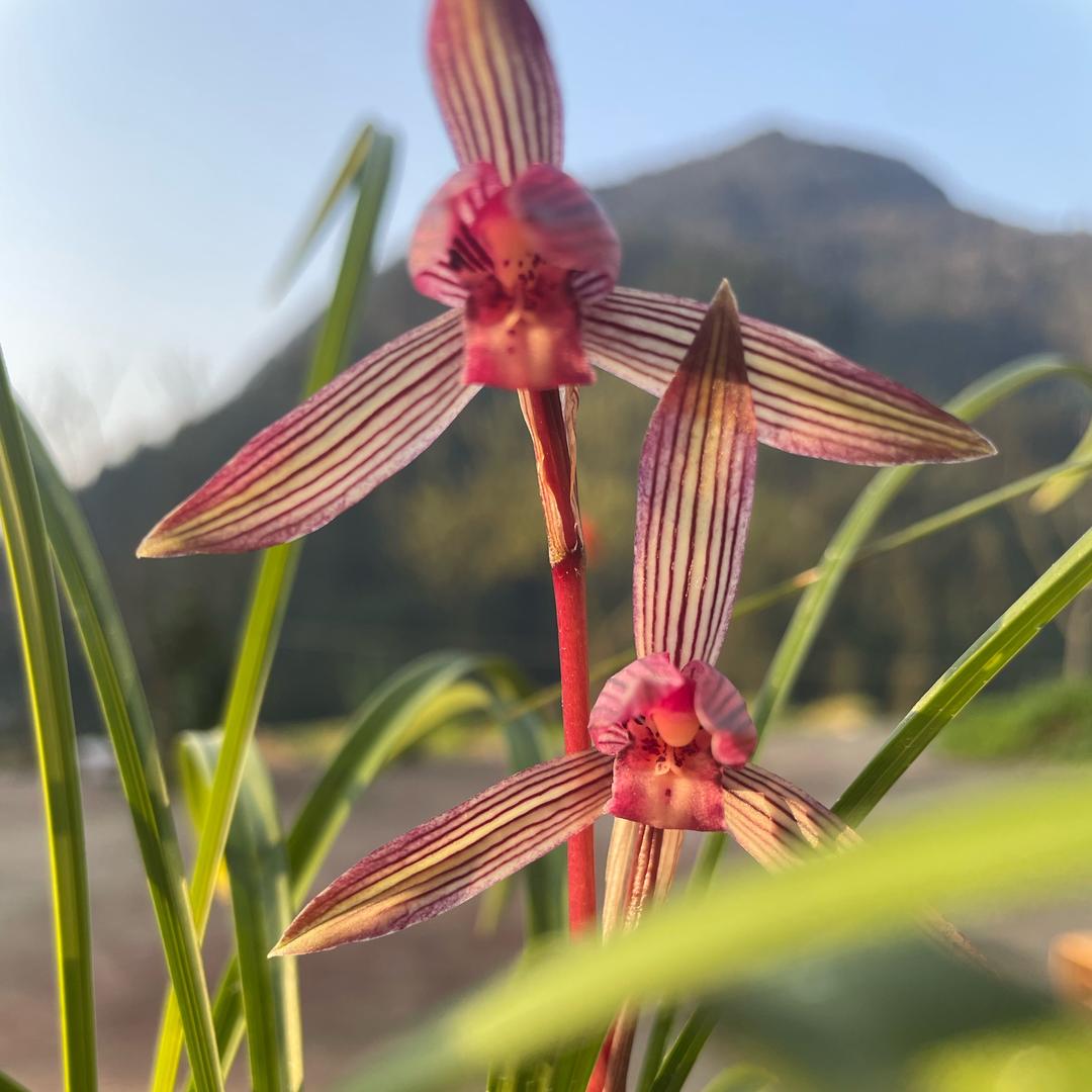 自渡
