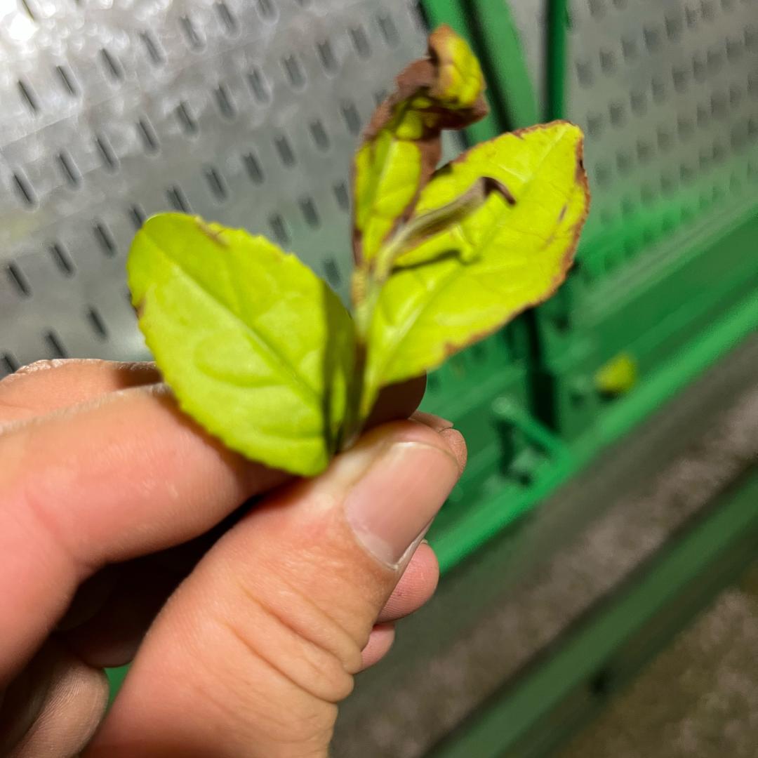 星竹源茶叶竹坑