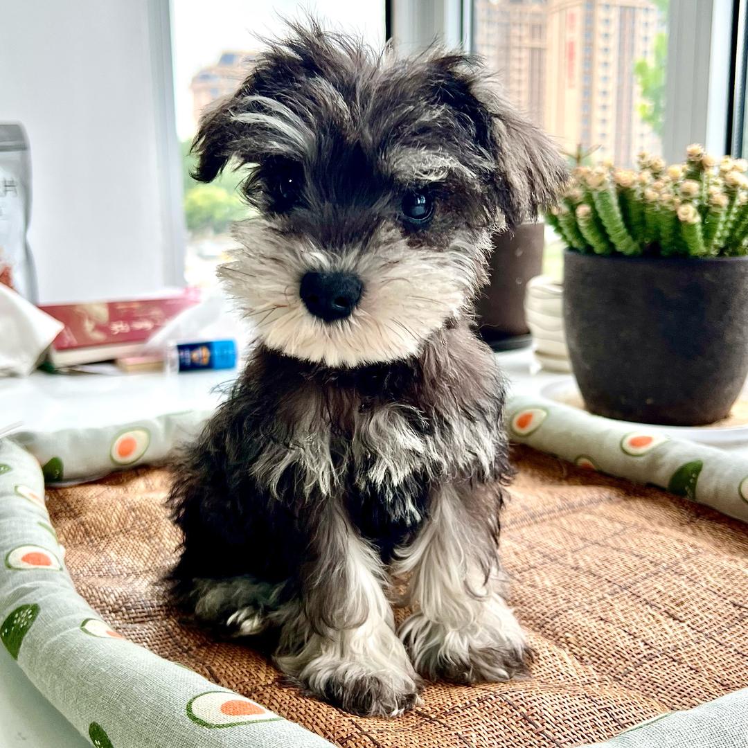 花花是只雪纳瑞