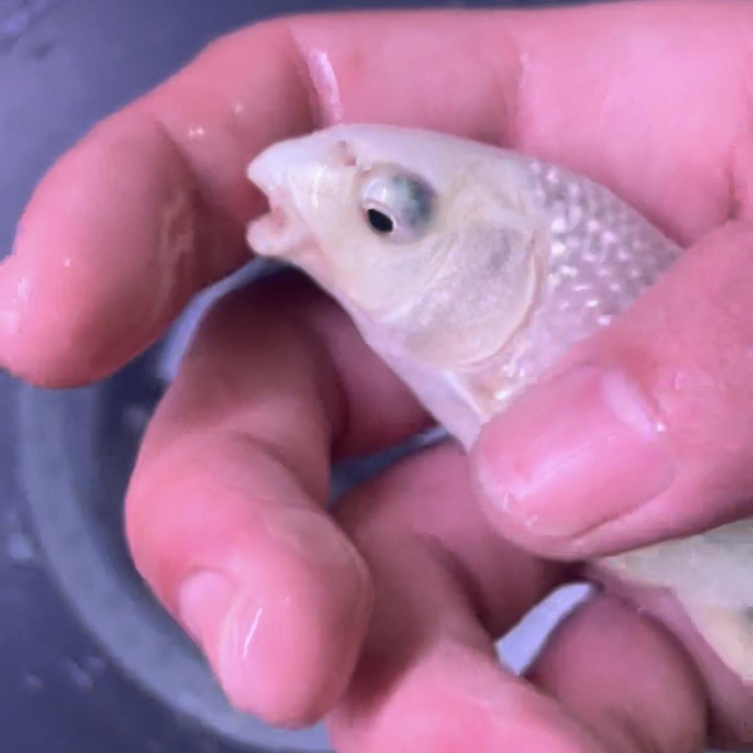 小白龙精品蝴蝶鲤