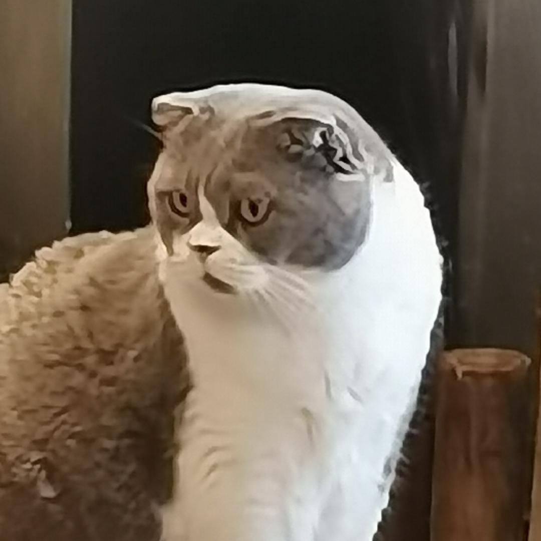 JC_