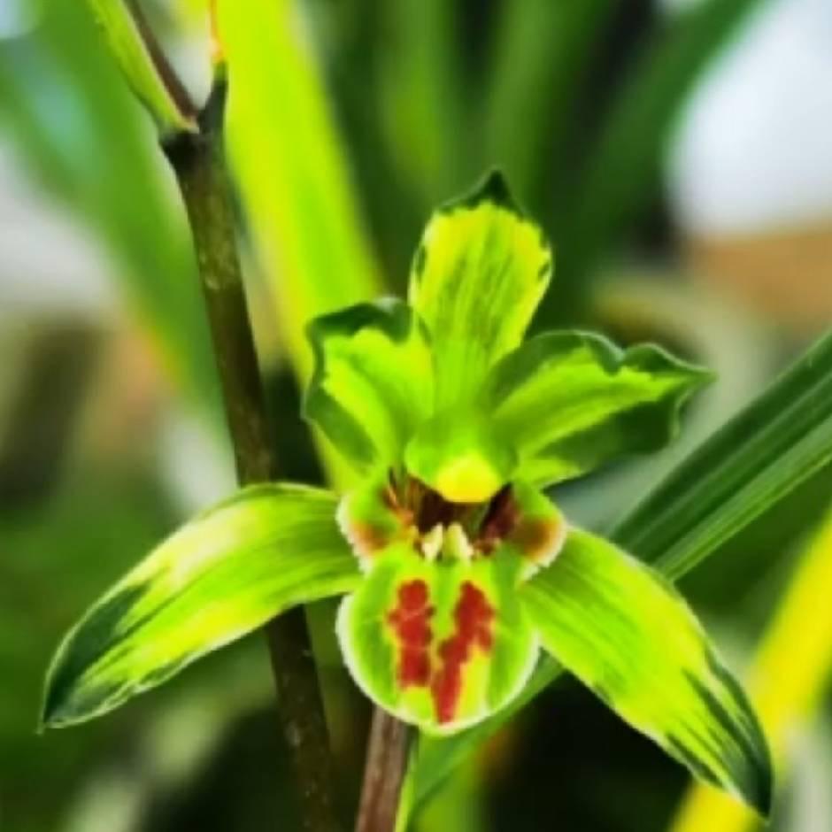 滇缅小镇花卉绿植