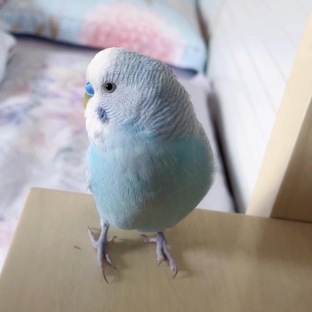 以为自己是人的小鹦鹉