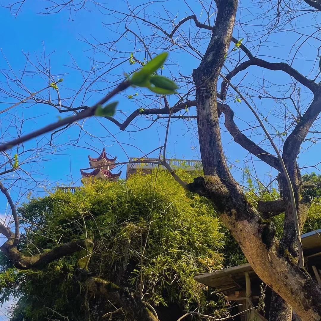 陈小华茶庄