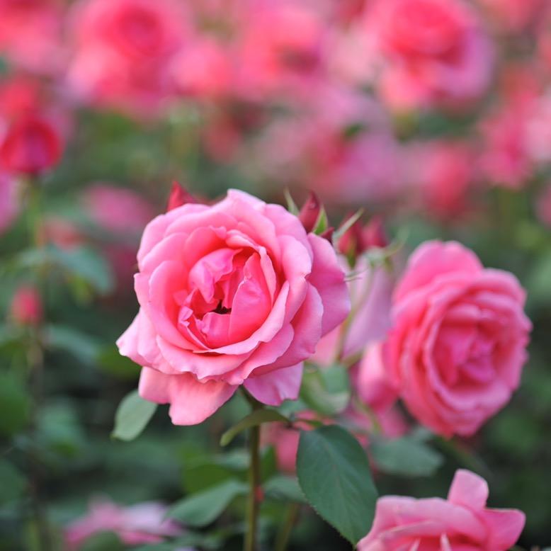 ruyuan（拒私聊，谢谢哦）