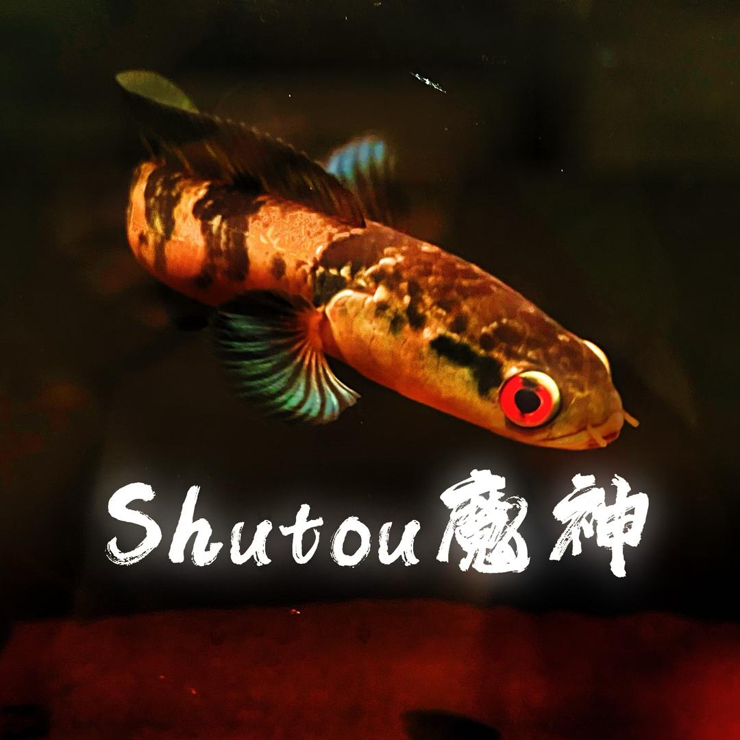 薯头（魔神雷龙）