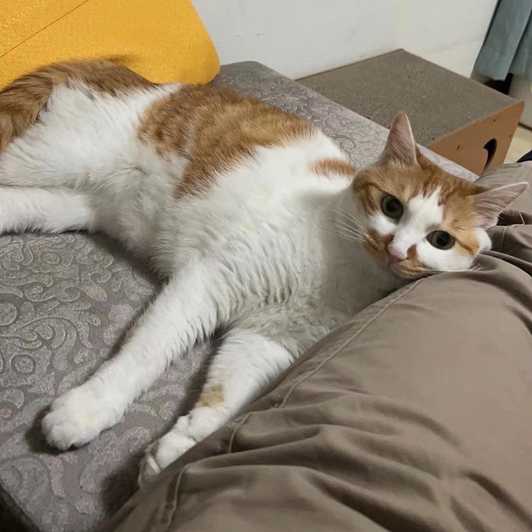 Iammiao