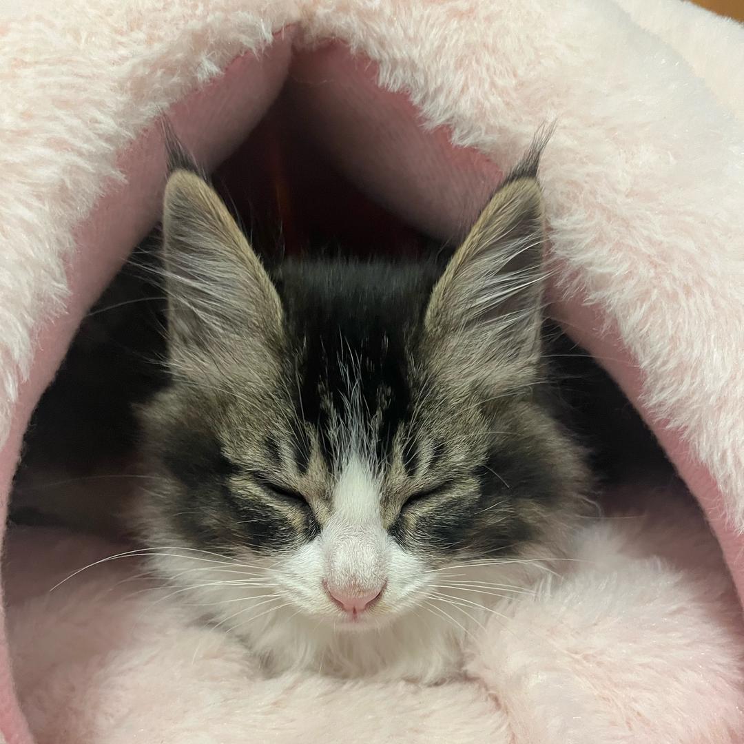 养了六只猫的媛大头