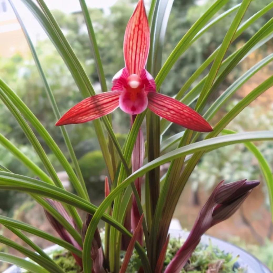 恩施静安盆景兰花苑