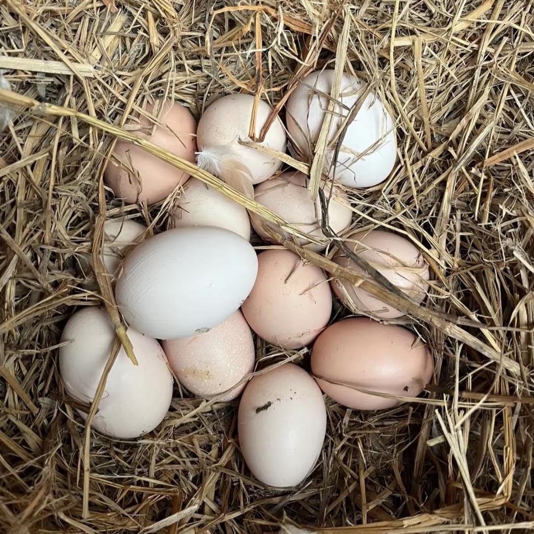 农家土鸡蛋