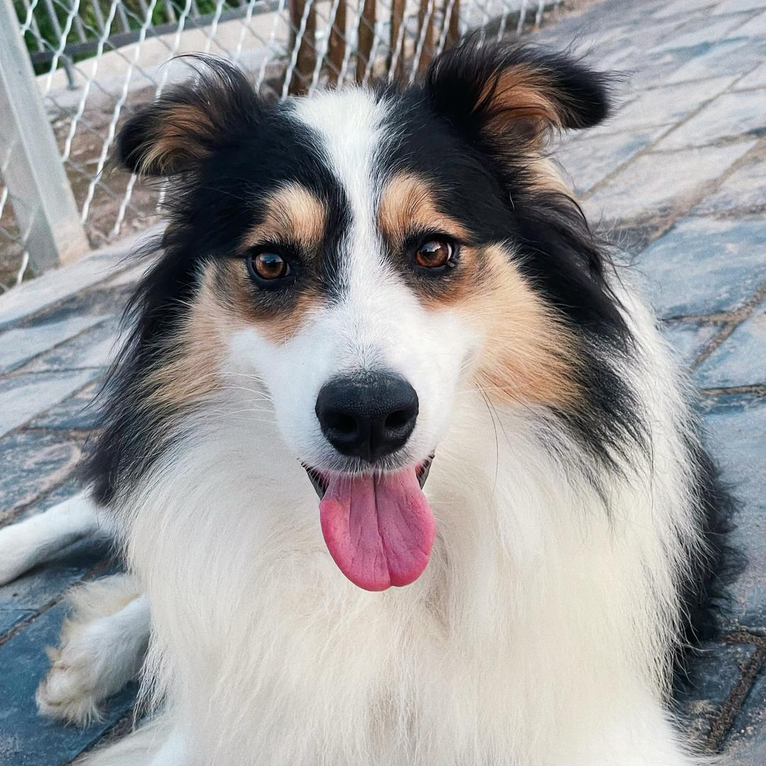 牛波一犬舍客服