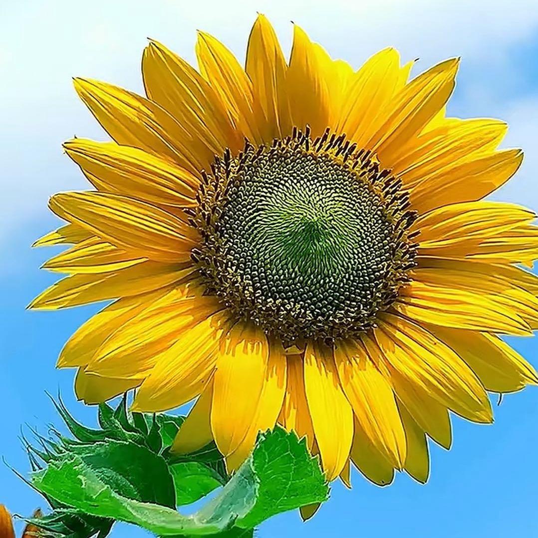 心向阳ゝ无谓伤