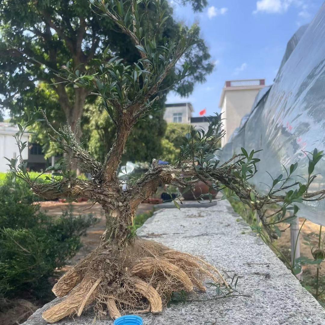 锦蓬苑盆景园艺