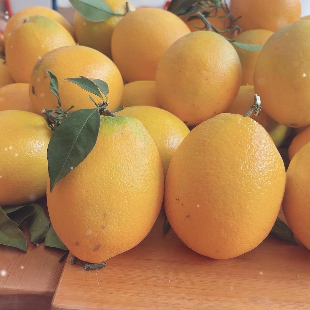 小田园脐橙-小杨