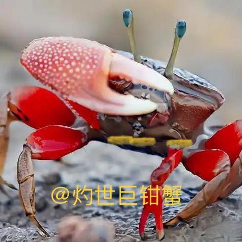 @灼世巨钳蟹！