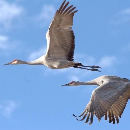 🇨🇳～鸿鹄～