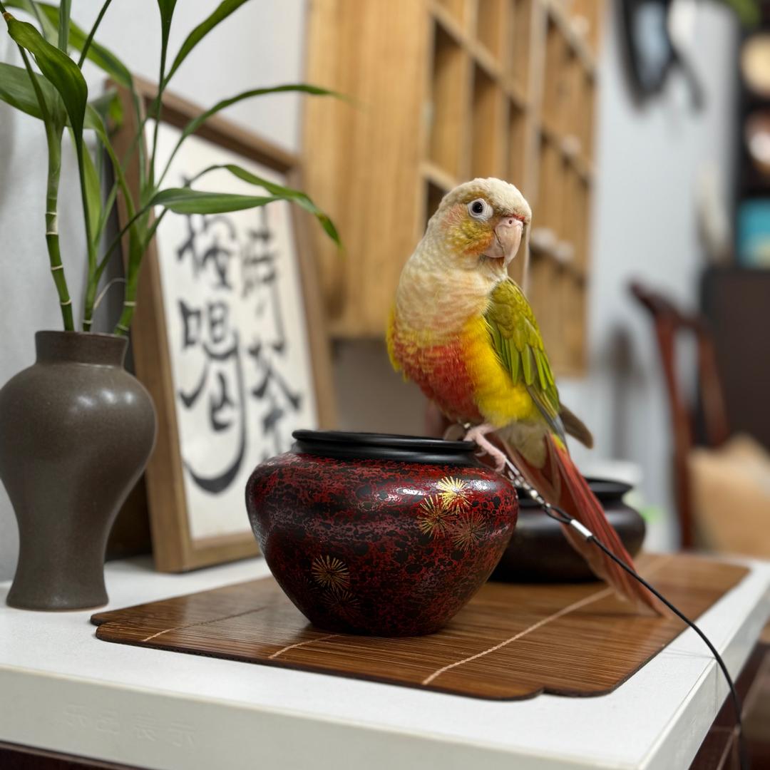 @丛小闹