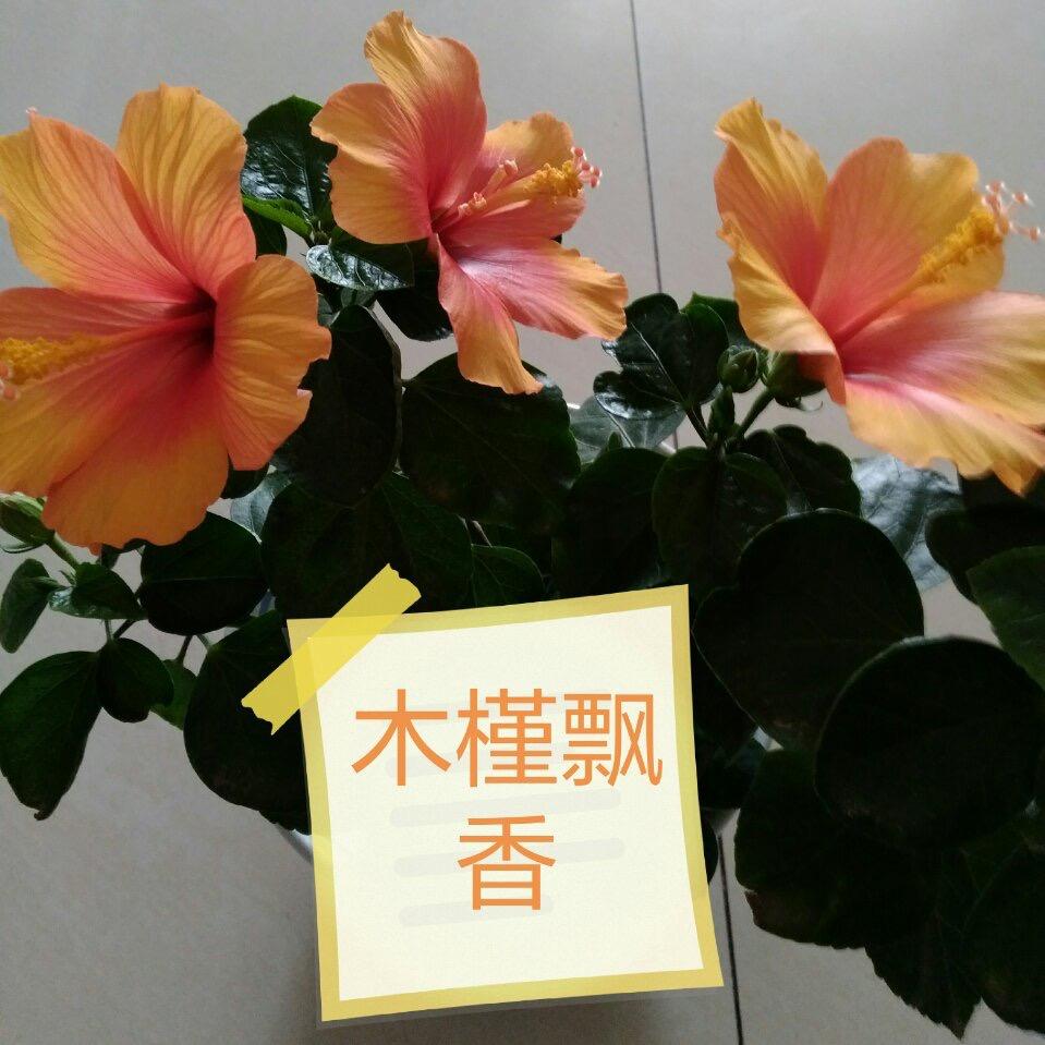 冬雪含香