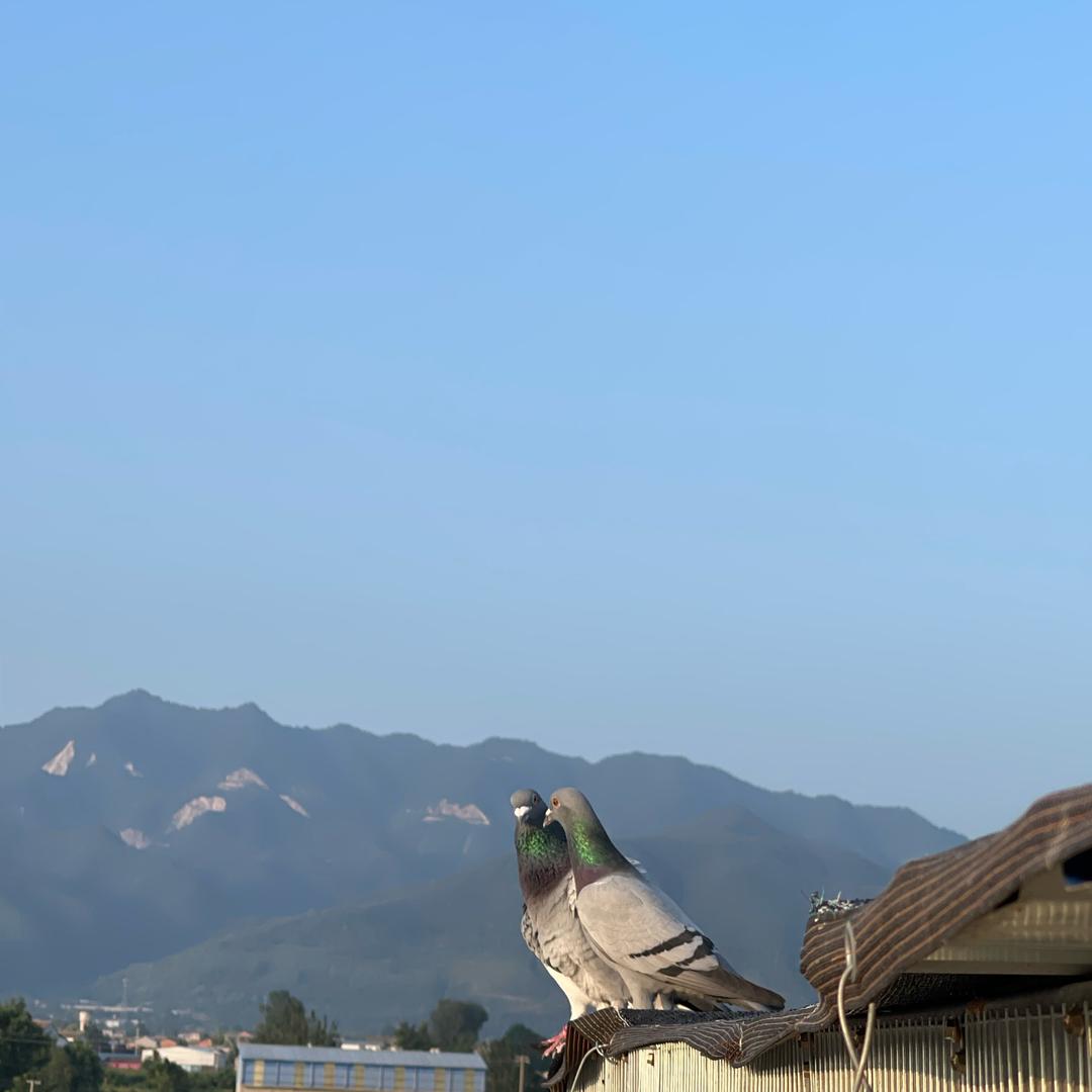 北京信鸽网（胡同）