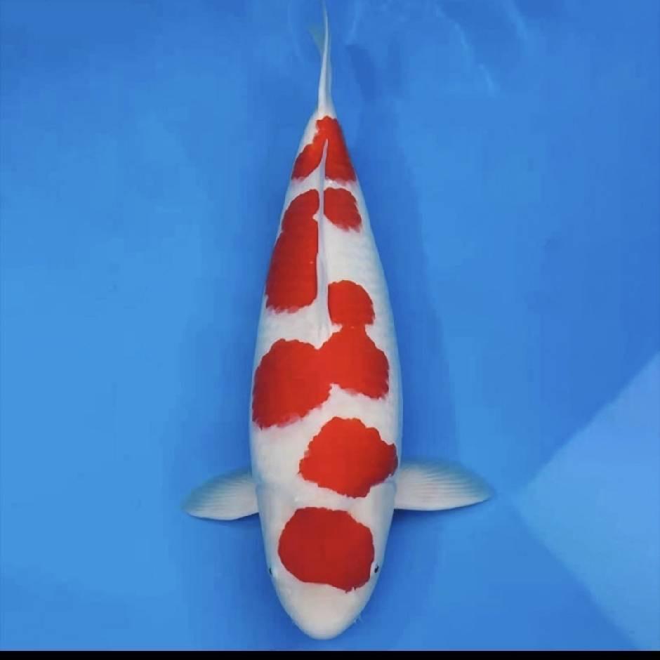 清柠锦鲤观赏鱼