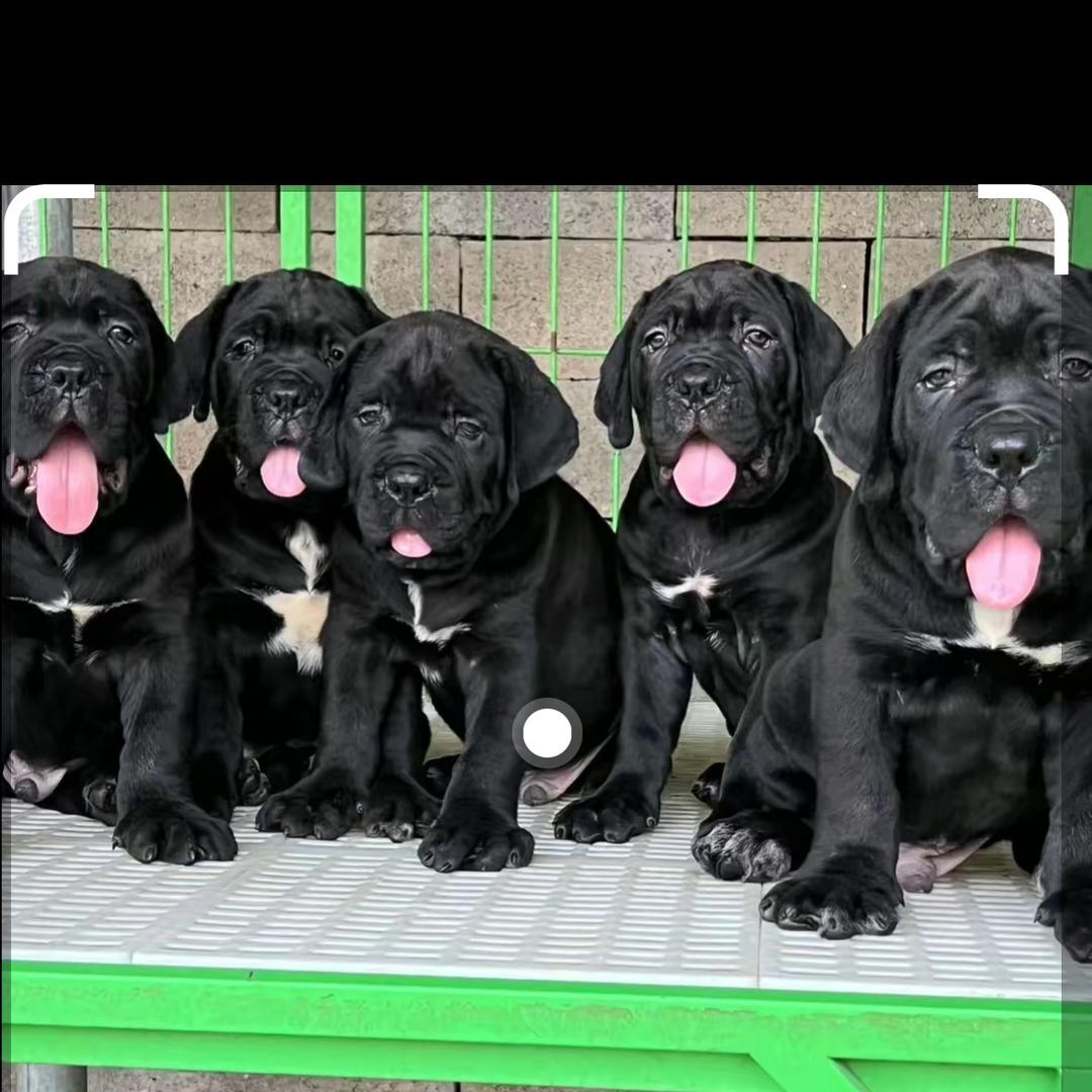 卡斯罗国际犬舍