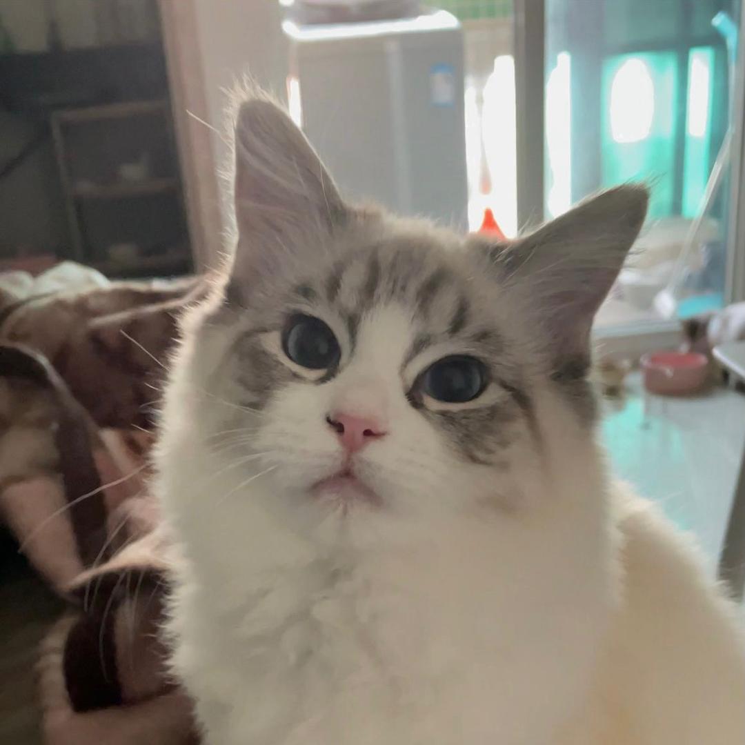 你菜怪咧