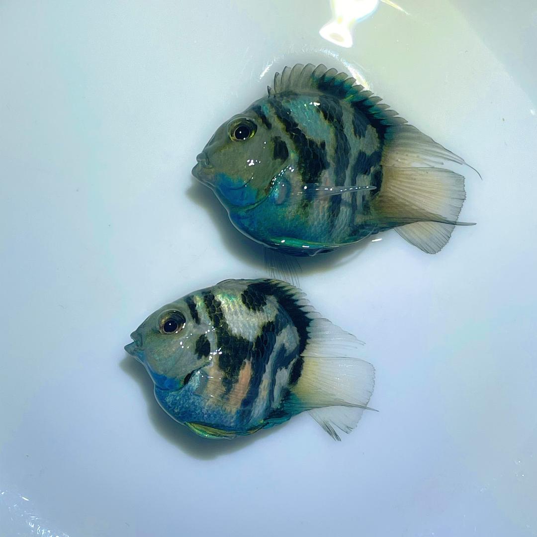 老步迷你鹦鹉鱼