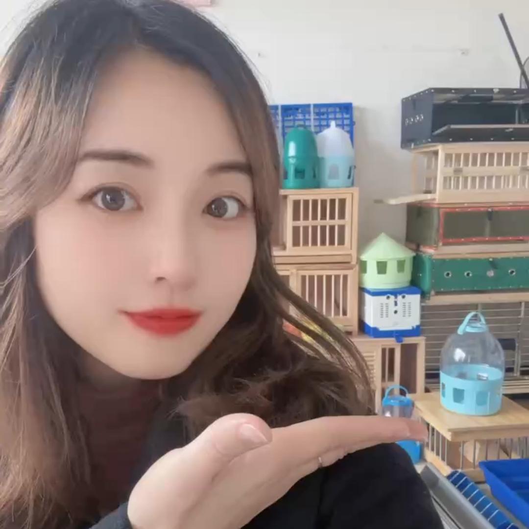 莉莉鸽粮鸽具店