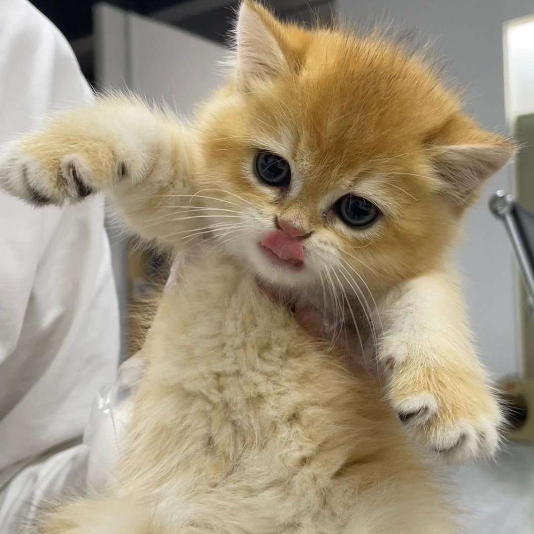 派派是只猫